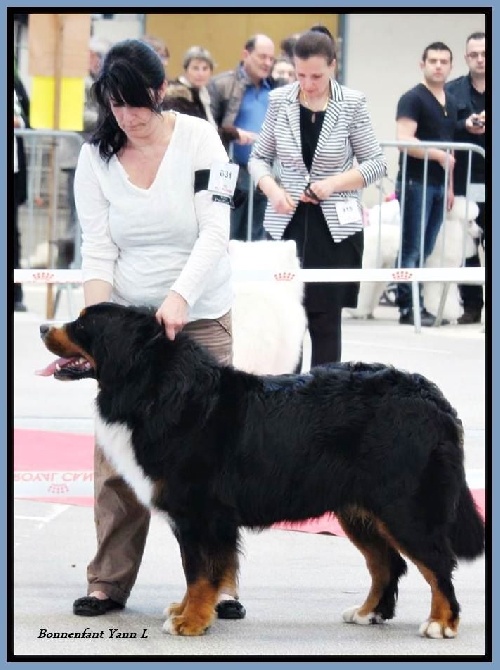 du domaine de Maelys - CACIB Limoges 12 04 2015