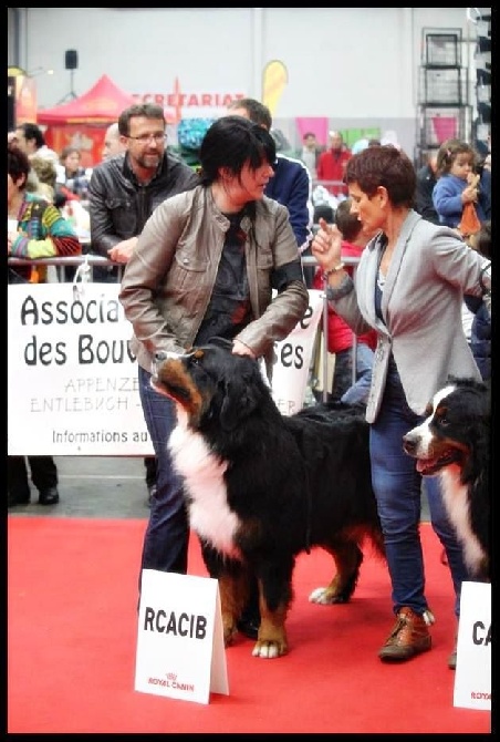 du domaine de Maelys - CACIB Toulouse 22.03.2015