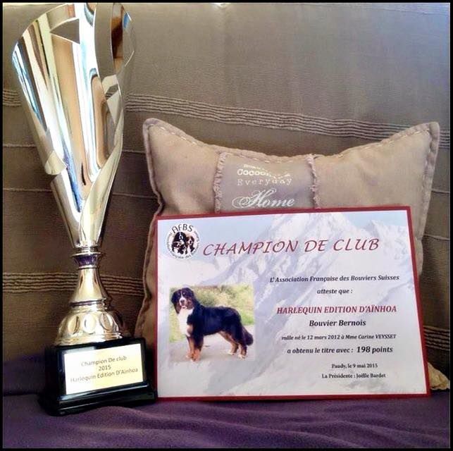 du domaine de Maelys - Harlequin Edition d'Aïnhoa Champion de club
