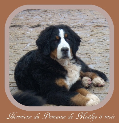du domaine de Maelys - Hermione du Domaine de Maëlys 6 mois