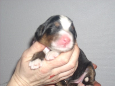 du domaine de Maelys - NAISSANCE LE 05.02.2012