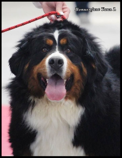 du domaine de Maelys - CACIB Limoges 12 04 2015