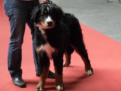 du domaine de Maelys - CACIB Montluçon 18 mars 2012