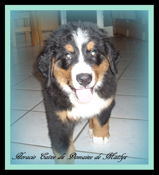 du domaine de Maelys - Bouvier Bernois - Portée née le 18/10/2012